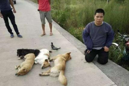 偷狗犯法吗能判多长时间?