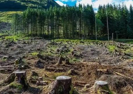 破坏自然保护地罪立案标准及量刑标准2025最新