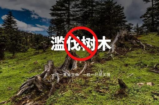 滥伐的林木罪